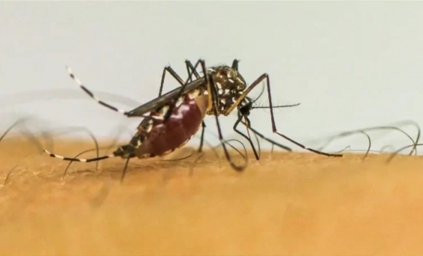 Brasil tem quase 4 milhes de casos provveis de dengue; Cear tem mais de 21 mil notificaes e uma morte confirmada