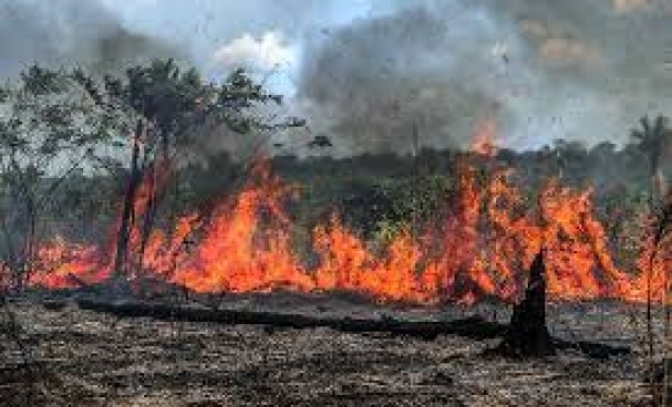 Queimadas mataram 17 milhes de animais vertebrados no Pantanal em 2020, aponta estudo