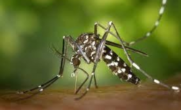 Seis das oito mortes por chikungunya registradas no Brasil em 2022 ocorreram no Cear