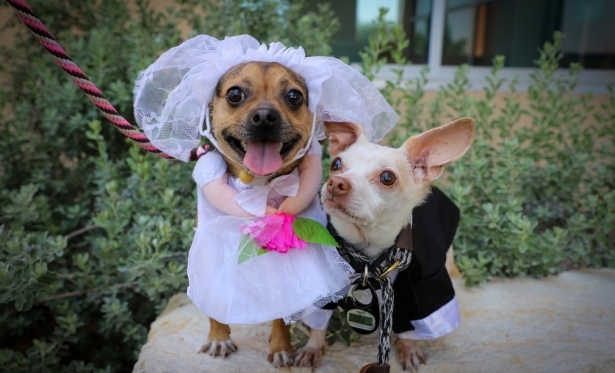 Chihuahuas inseparveis ganham cerimnia de 'casamento' em lar de ces nos EUA;
