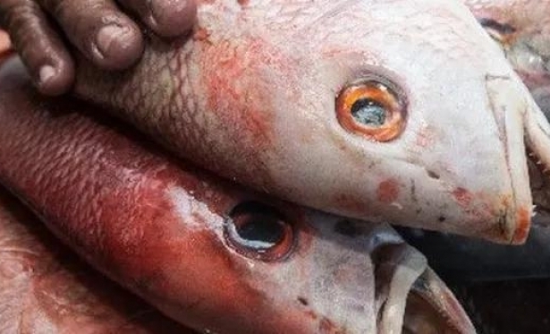 Dois homens so diagnosticados com a 'doena da urina preta' aps comerem peixe contaminado no Cear